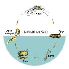 Mosquito Life Cycle