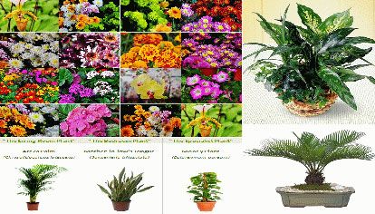 Terrace Garden Designing 02