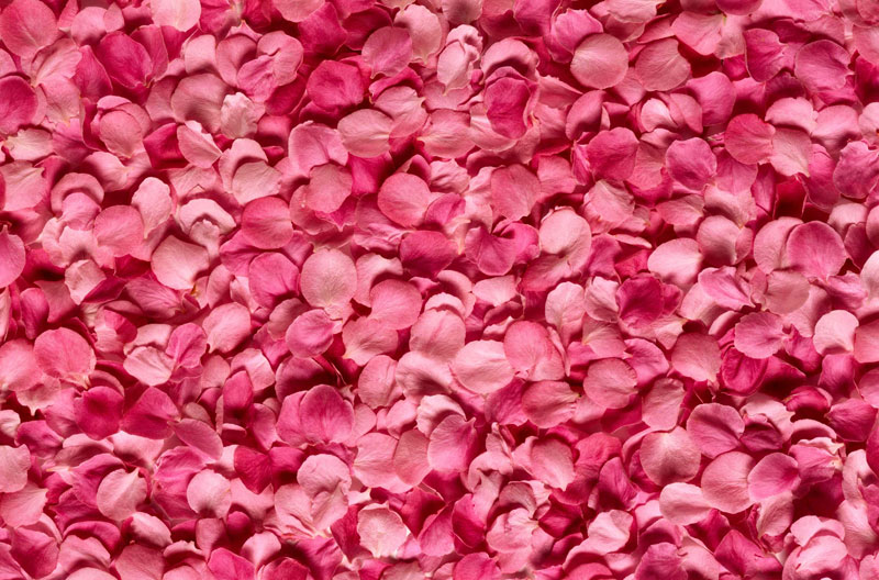 Fresh Rose Petals