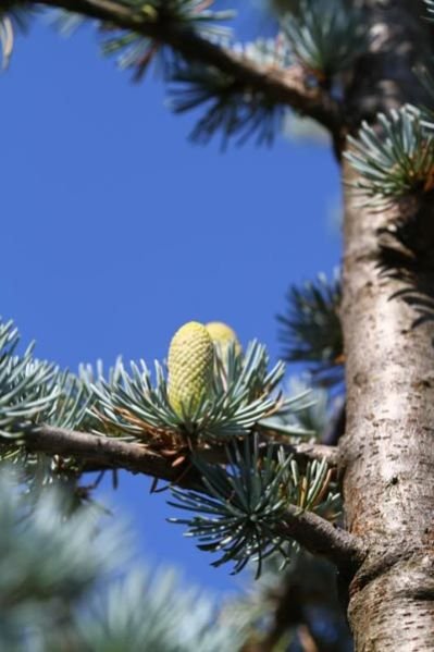 Cedar Tree With Cones