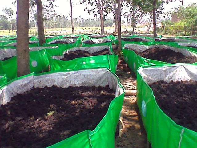 Vermicompost Bed 08