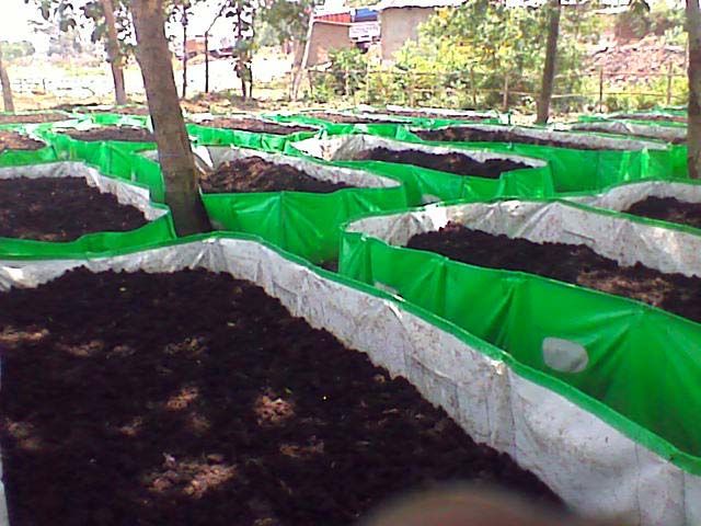 Vermicompost Bed 09