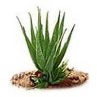 Aloe Vera Leaf 02