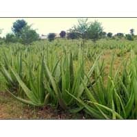Aloe Vera Leaf 03