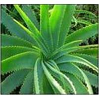Aloe Vera Leaf 04