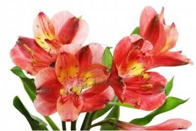 Alstroemeria Flower