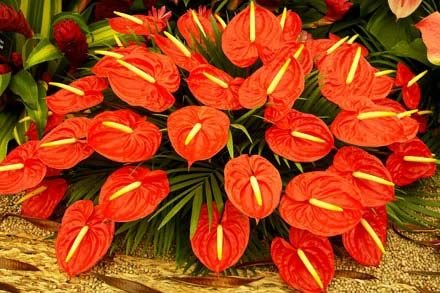 Anthurmiu Flower