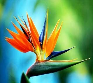 Bird of Paradise Flower