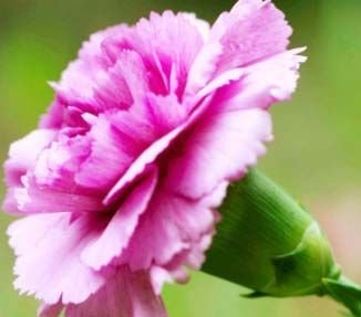 Carnation Flower