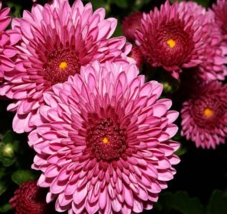 Chrysanthemum Flower
