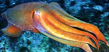 Cuttlefish