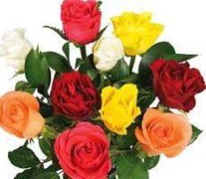 Dutch Rose Flower