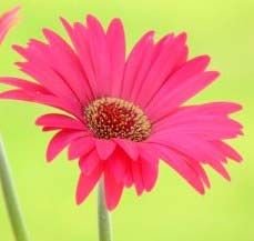 Gerbera Daisies Flower