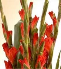 Gladiolus Flower