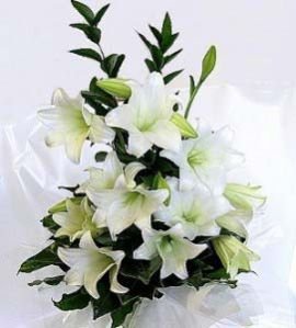 Lilies Flower
