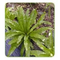Asplenium Nidus Antiguum Fern Plant