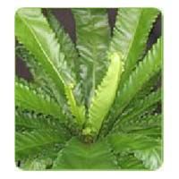 Asplenium Nidus Osaka Fern Plant