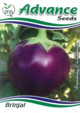 OP Brinjal Seeds