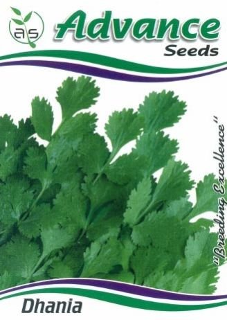 OP Coriander Seeds