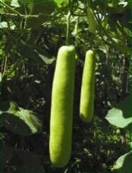 Chandani Bottle Gourd Seeds