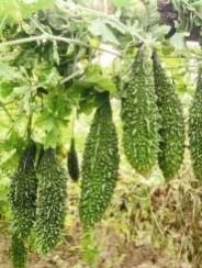 Hybrid Naman Bitter Gourd Seeds