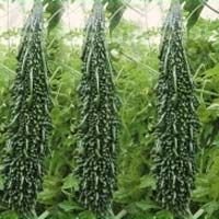 Hybrid Sandesh Bitter Gourd Seeds