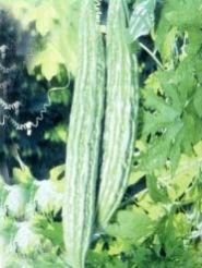 Jhalari Bitter Gourd Seeds