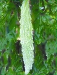 White Long Bitter Gourd Seeds