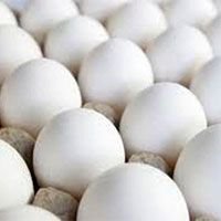 Poultry Eggs (04)