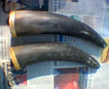 Horn and Bone Drinking Horn 04