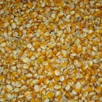 Maize Corn