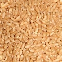Wheat Grains