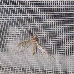 Mosquito Proof Screen 02