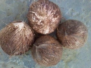 Matured coconut