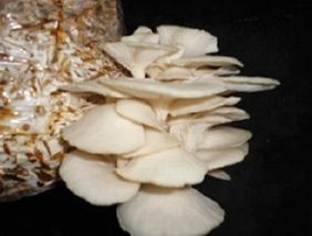 Oyster Mushroom 01