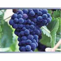 Purple Grapes