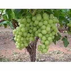 Thompson Seedless Grapes