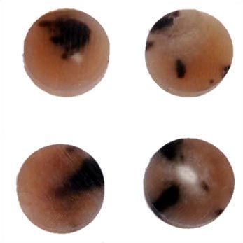 Buffalo Horn Button 03