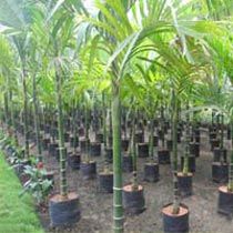Areca Palm