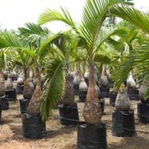 Hyophorbe Lagenicaulis