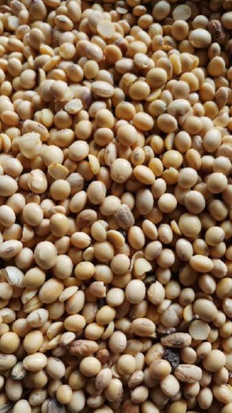 Soybean Seed 01