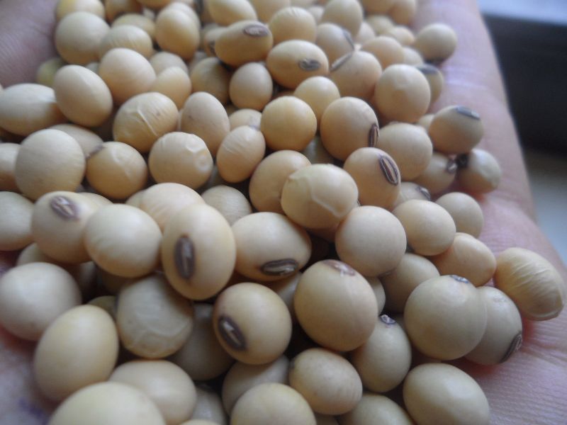Soybean Seed 02