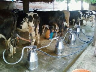 Floor Mounted(Fix) (Modal – SF2) 01