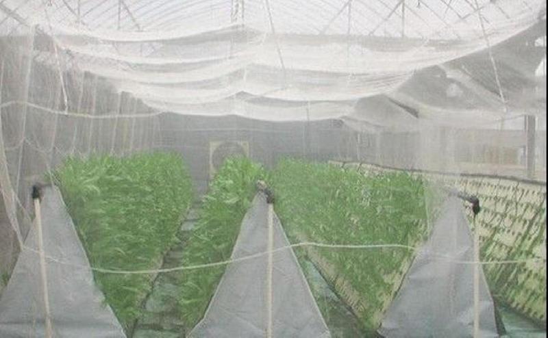 Garden Mosquito Net 01