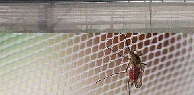 Garden Mosquito Net 02