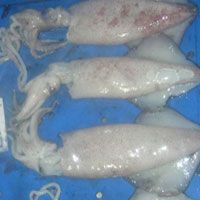 Frozen Squid Whole Uncleaned