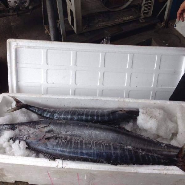 Fresh Chilled Fish 01