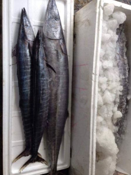 Fresh Chilled Fish 02