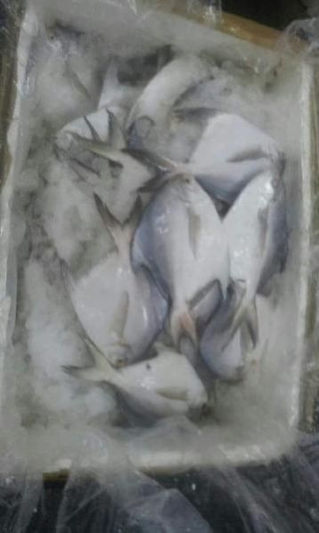Fresh Chilled Fish 03