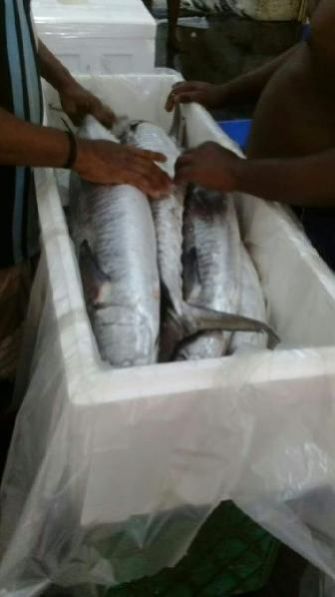 Fresh Chilled Fish 04